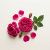 Bulgarian Rose