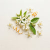 Orange Blossom