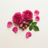 Turkish Rose